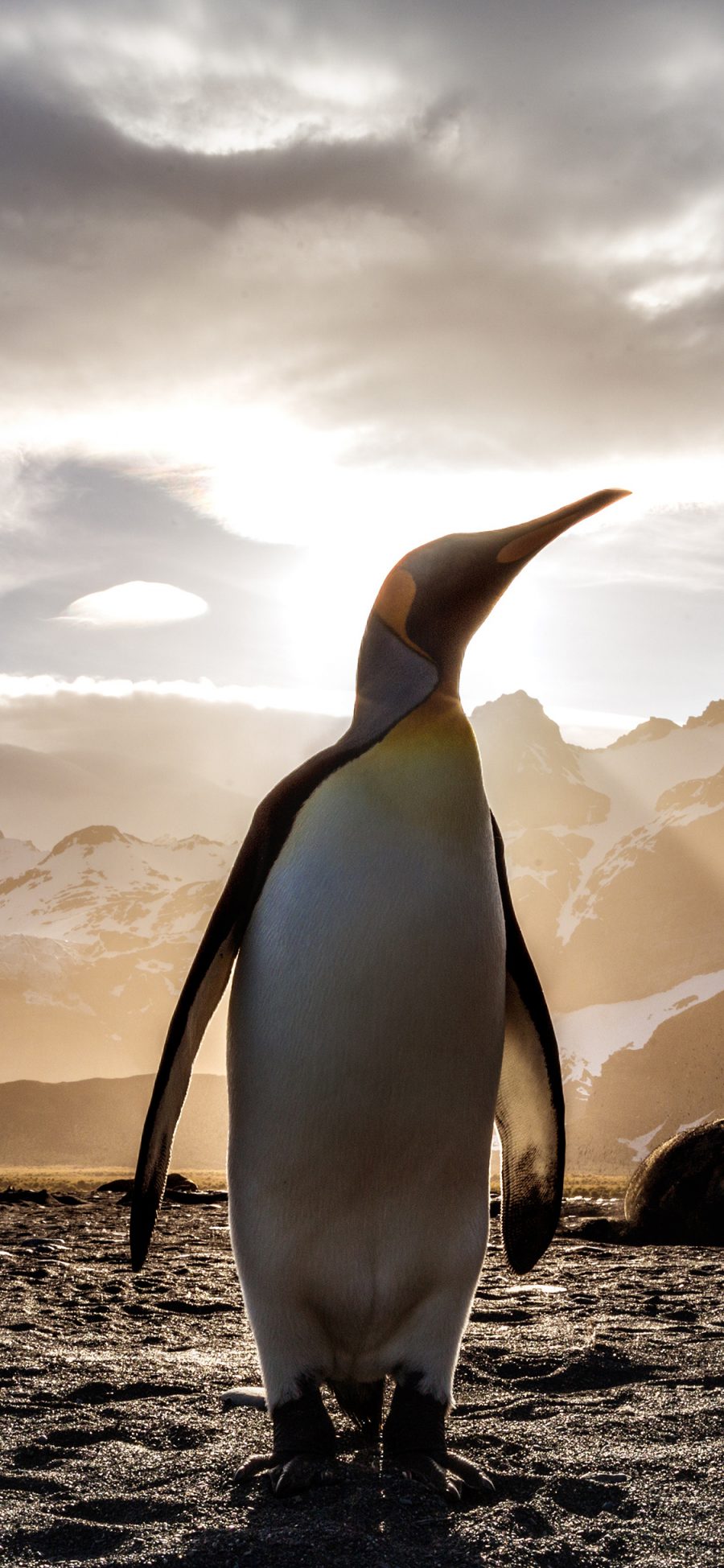 [2436×1125]南极 企鹅 保护动物 呆萌 苹果手机壁纸图片