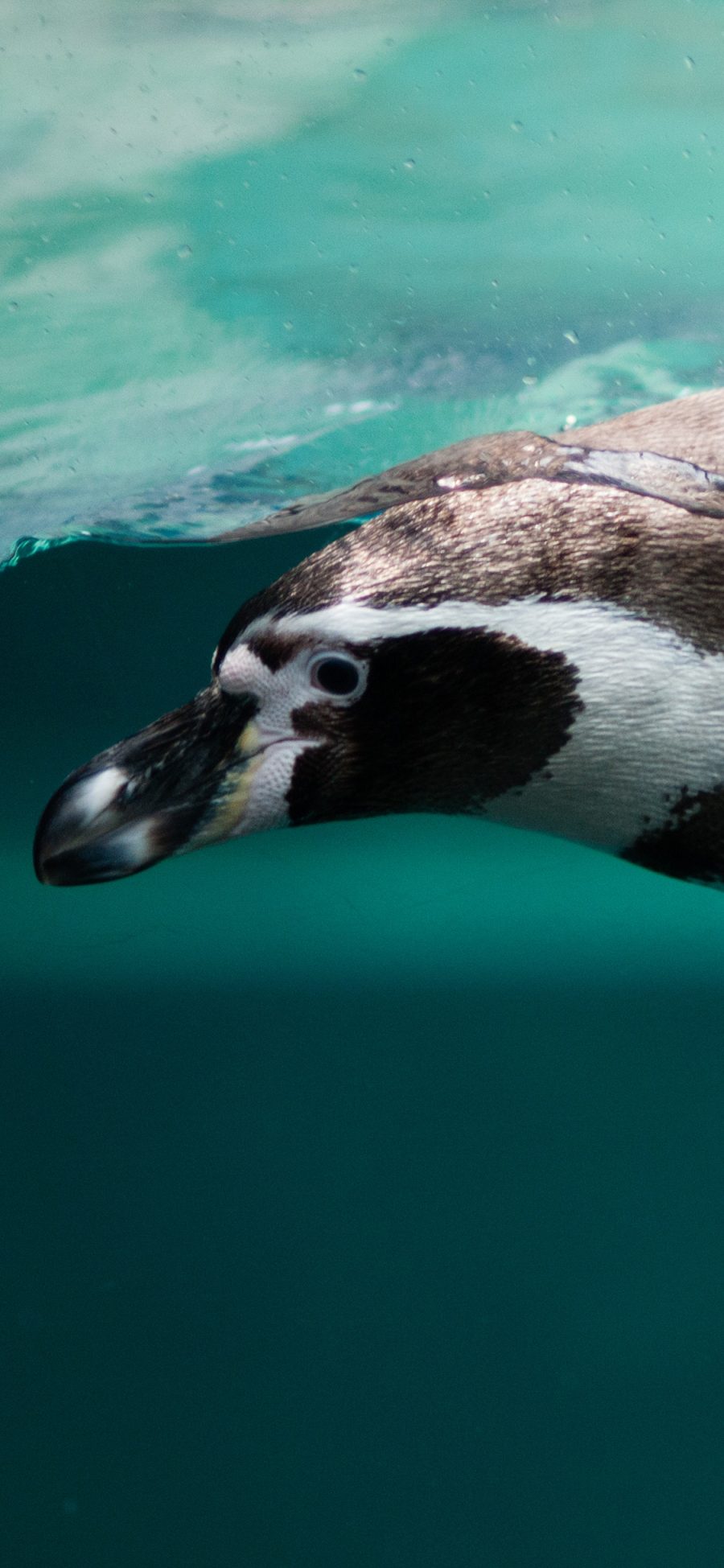 [2436×1125]南极 企鹅 游泳 捕猎 苹果手机壁纸图片