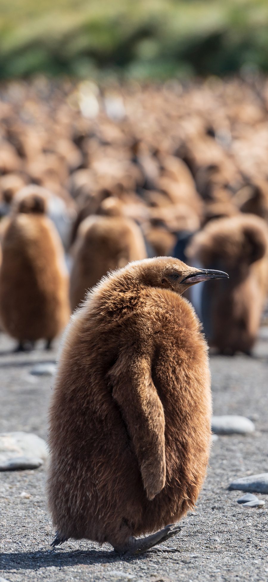 [2436×1125]南极 企鹅 绒毛 幼崽 苹果手机壁纸图片