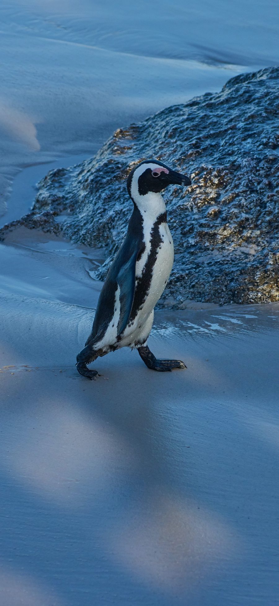[2436×1125]南极 企鹅 行走 保护动物 苹果手机壁纸图片