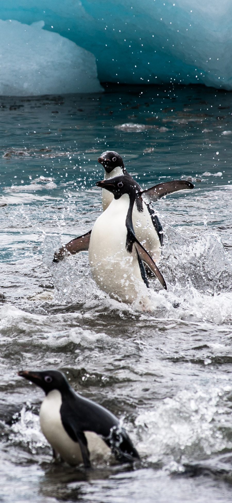 [2436×1125]南极 企鹅 觅食 保护动物 苹果手机壁纸图片