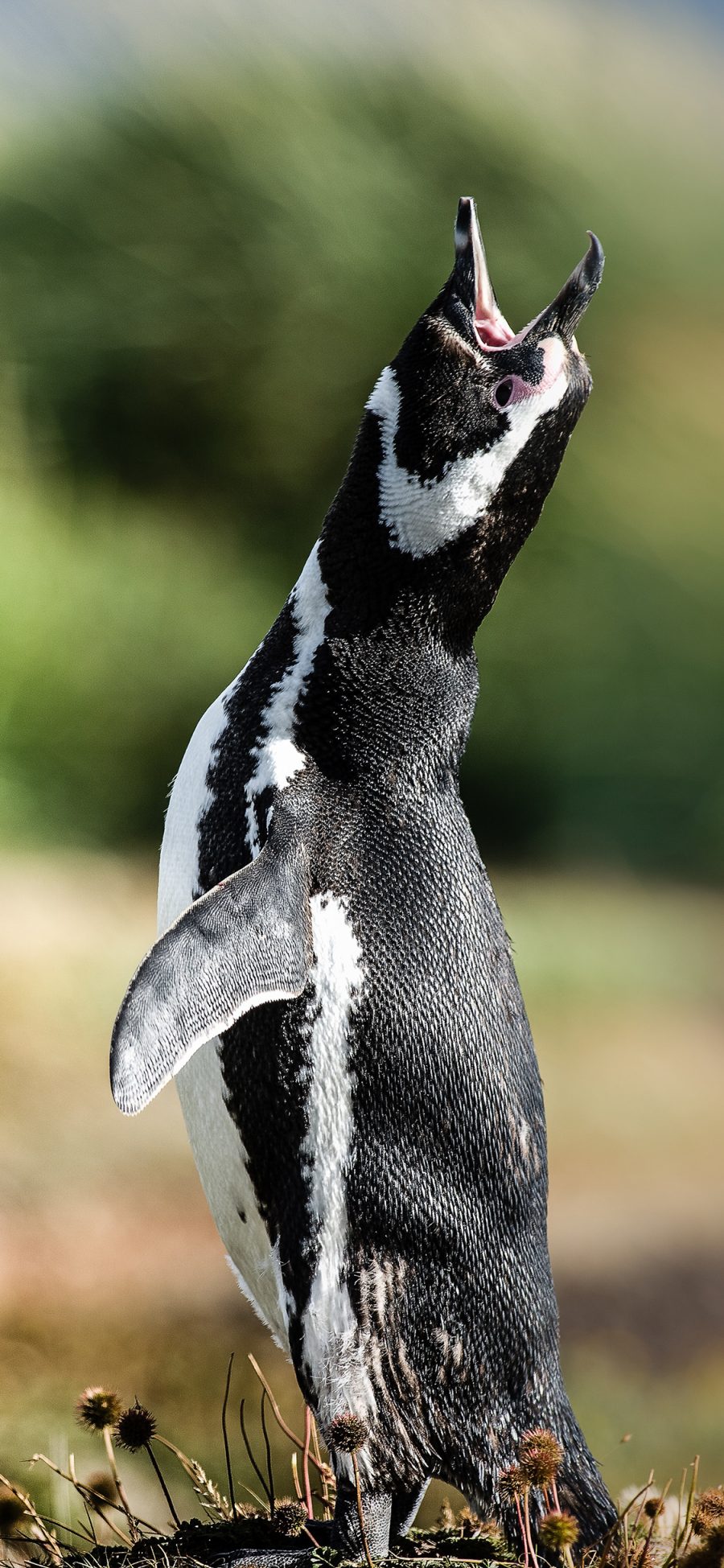 [2436×1125]南极 保护动物 企鹅 幼崽 苹果手机壁纸图片