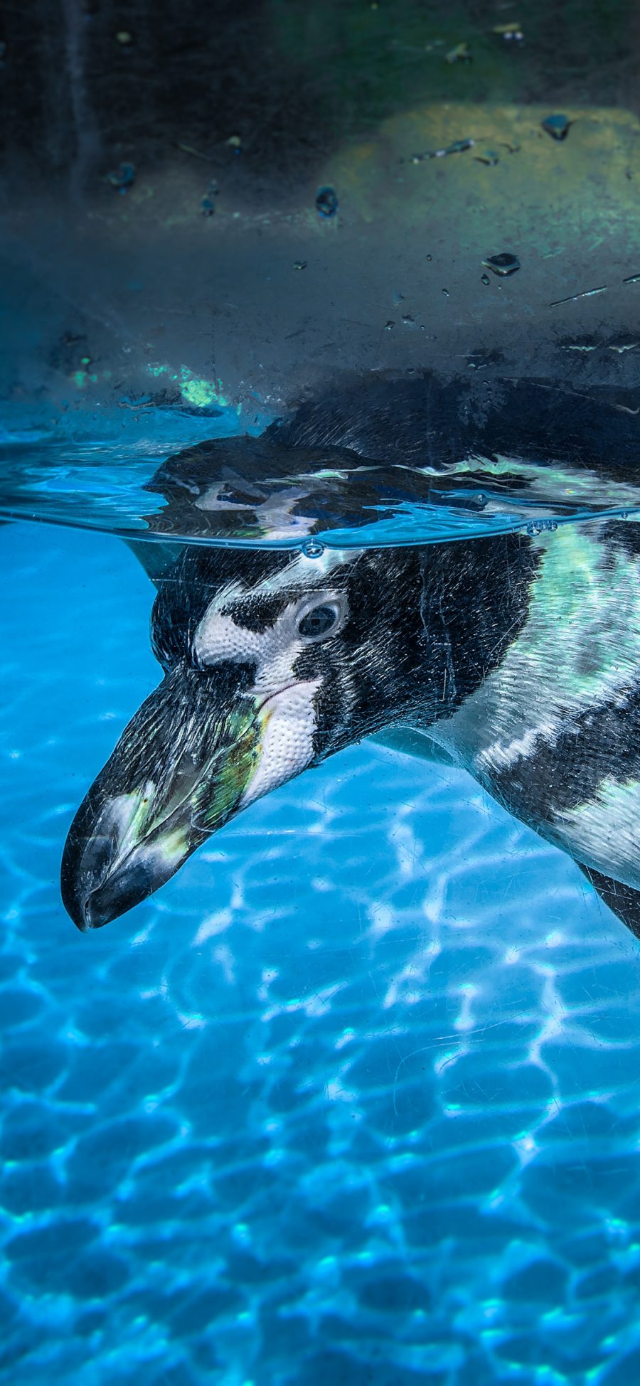 [2436×1125]南极 保护动物 企鹅 潜水 苹果手机壁纸图片