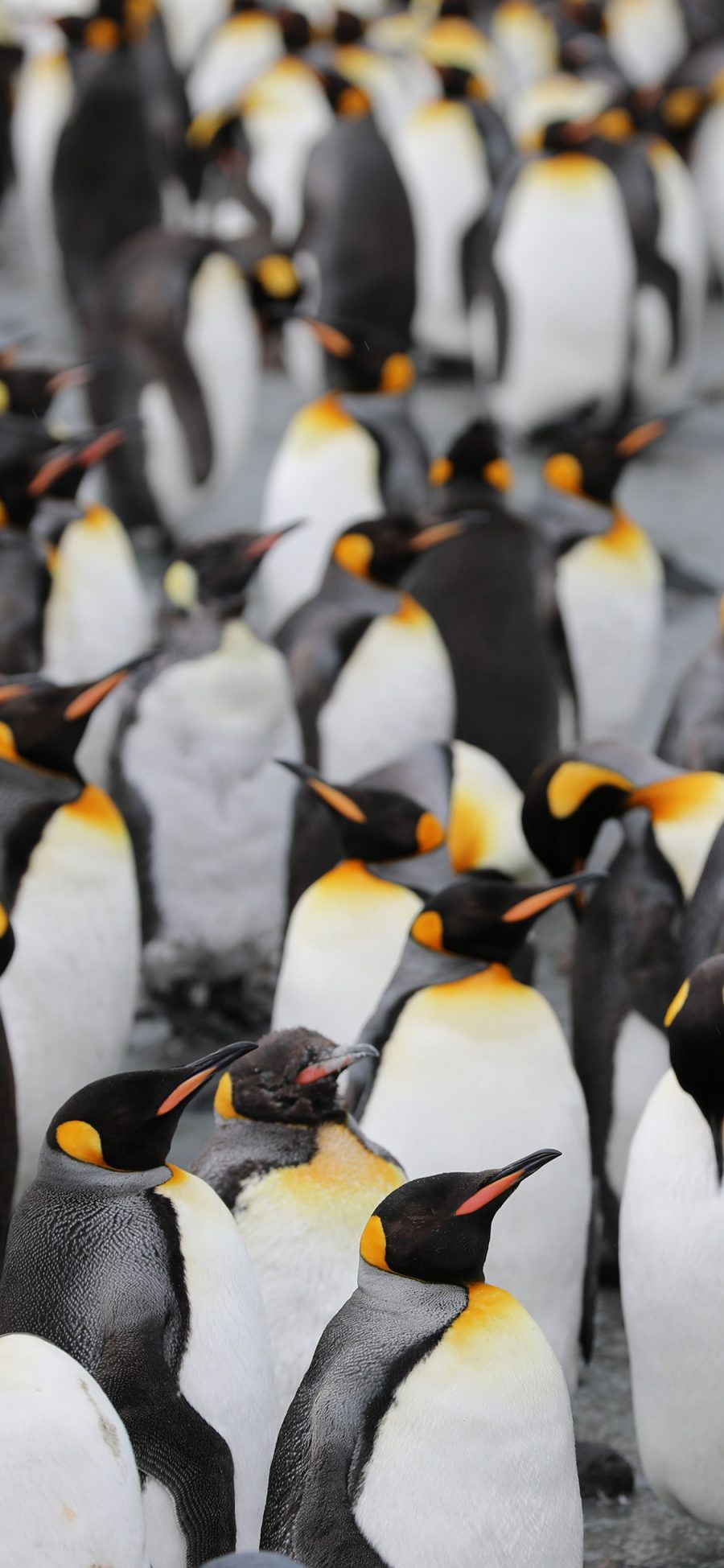 [2436×1125]南极 保护动物 企鹅 群居 苹果手机壁纸图片