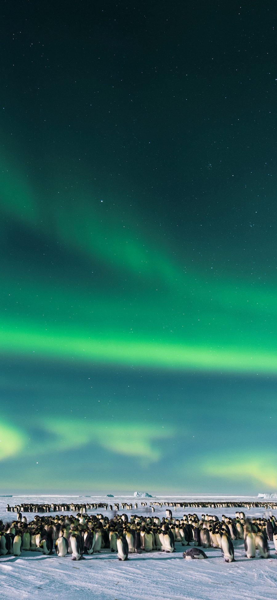 [2436×1125]南极 极光 企鹅 雪地 苹果手机壁纸图片