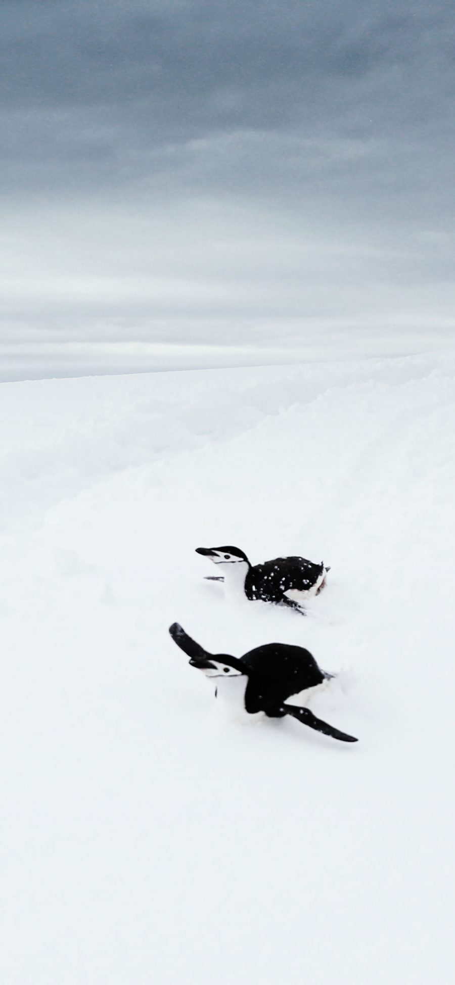 [2436×1125]南极 雪地 企鹅 黑白 苹果手机壁纸图片
