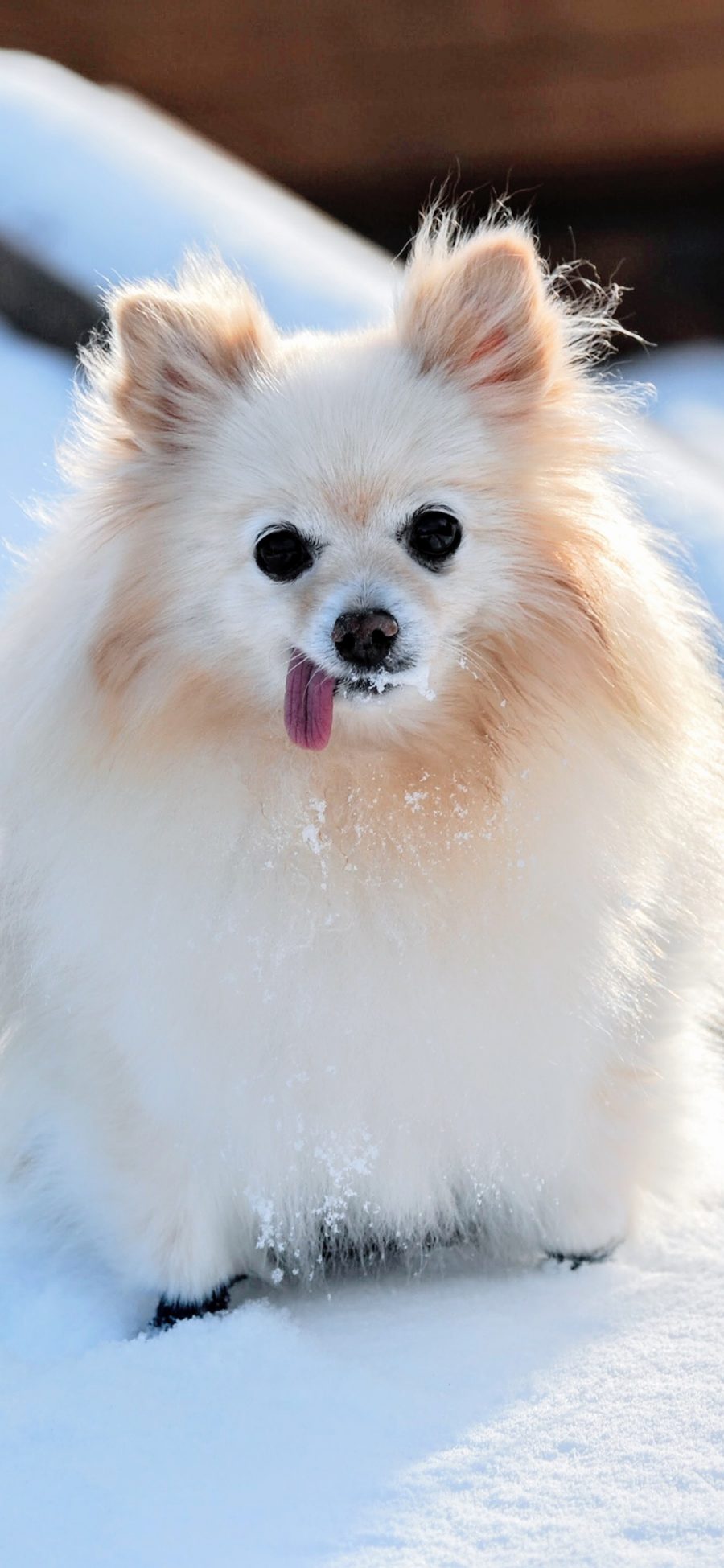 [2436×1125]博美 宠物 雪地 犬类 苹果手机壁纸图片