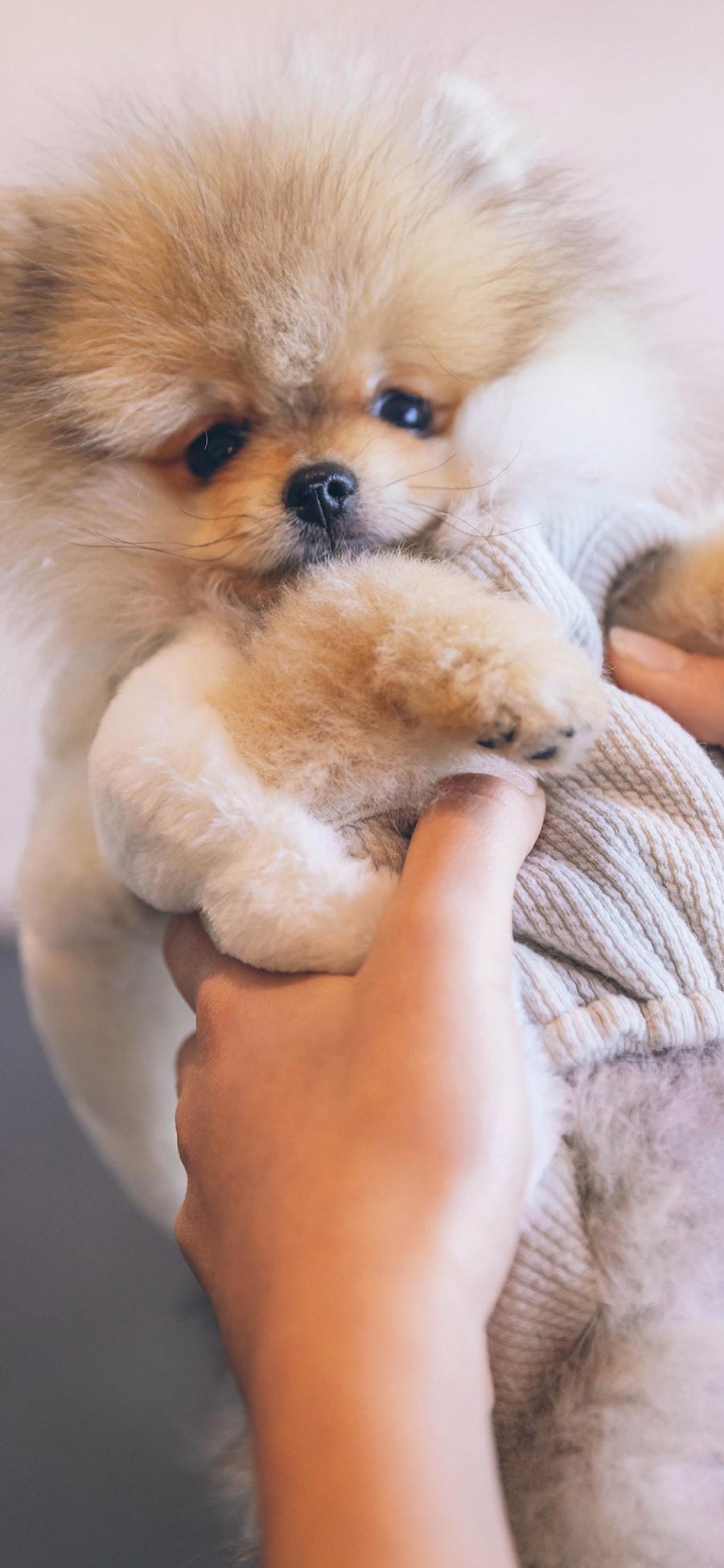 [2436×1125]博美 犬 狗 汪星人 宠物 可爱 苹果手机壁纸图片