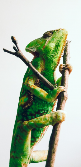 [2436x1125]变色龙 蜥蜴 枝干 爬行 绿色 苹果手机壁纸图片