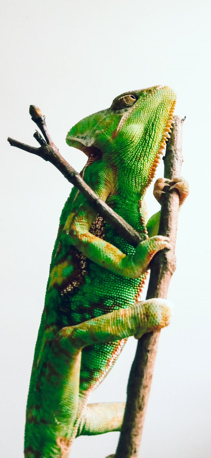 [2436×1125]变色龙 蜥蜴 枝干 爬行 绿色 苹果手机壁纸图片
