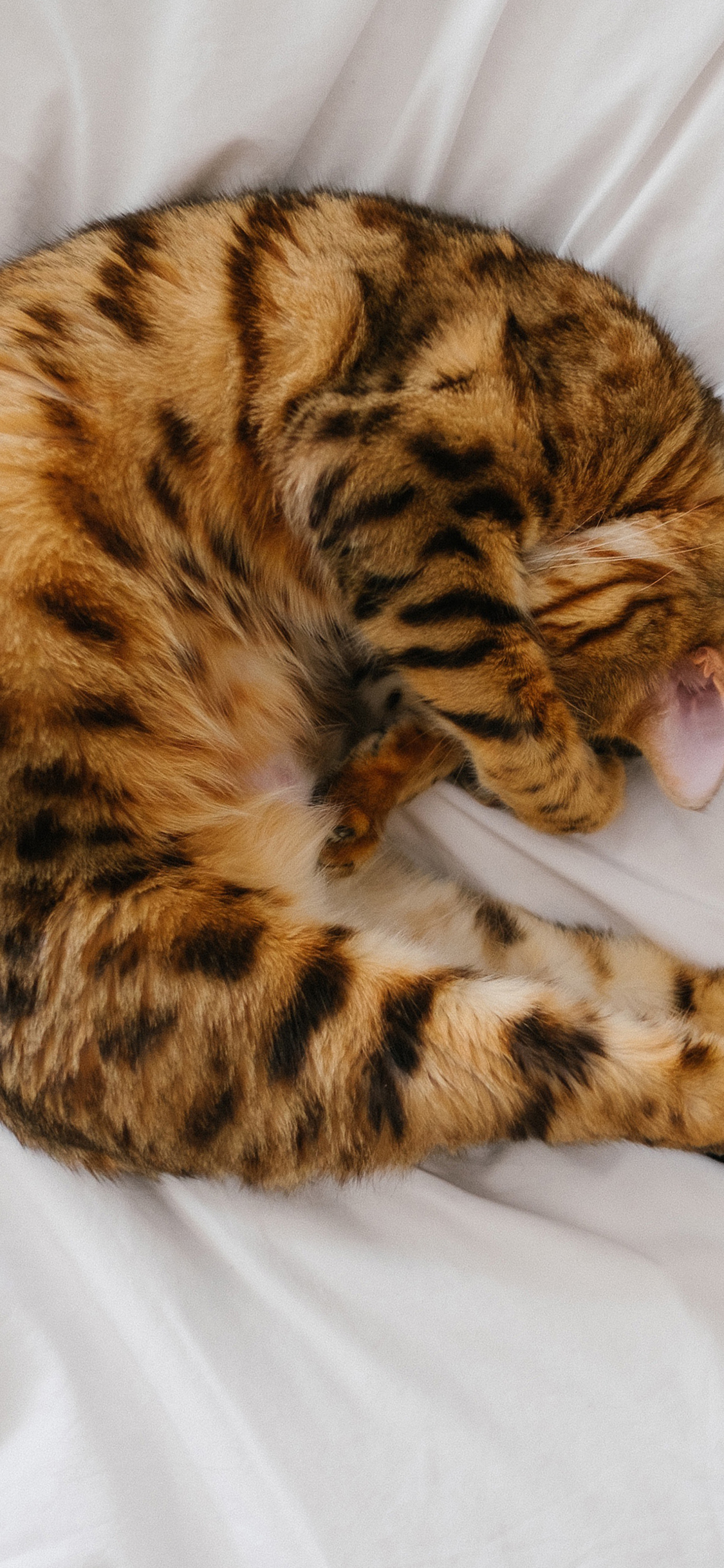 [2436×1125]可爱 蜷缩 宠物 动物 猫咪 苹果手机壁纸图片