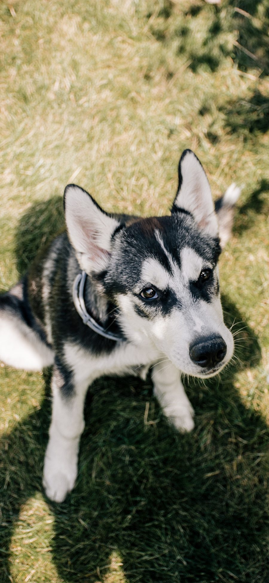 [2436×1125]哈士奇 二哈 宠物 狗 犬 苹果手机壁纸图片