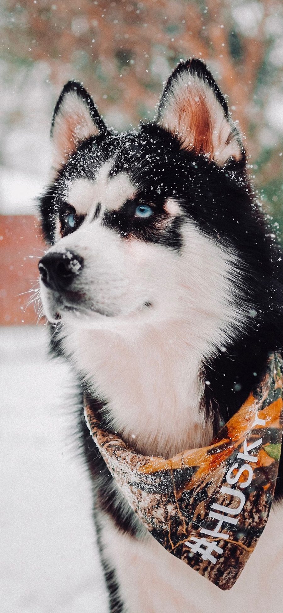 [2436×1125]哈士奇 二哈 狗 犬 下雪 可爱 宠物 萌 苹果手机壁纸图片