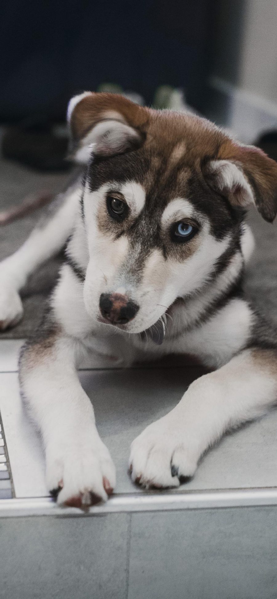 [2436×1125]哈士奇 二哈 狗 犬 汪星人 宠物 苹果手机壁纸图片