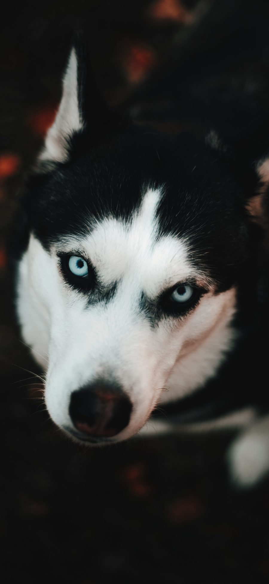 [2436×1125]哈士奇 宠物狗 二哈 犬类 苹果手机壁纸图片