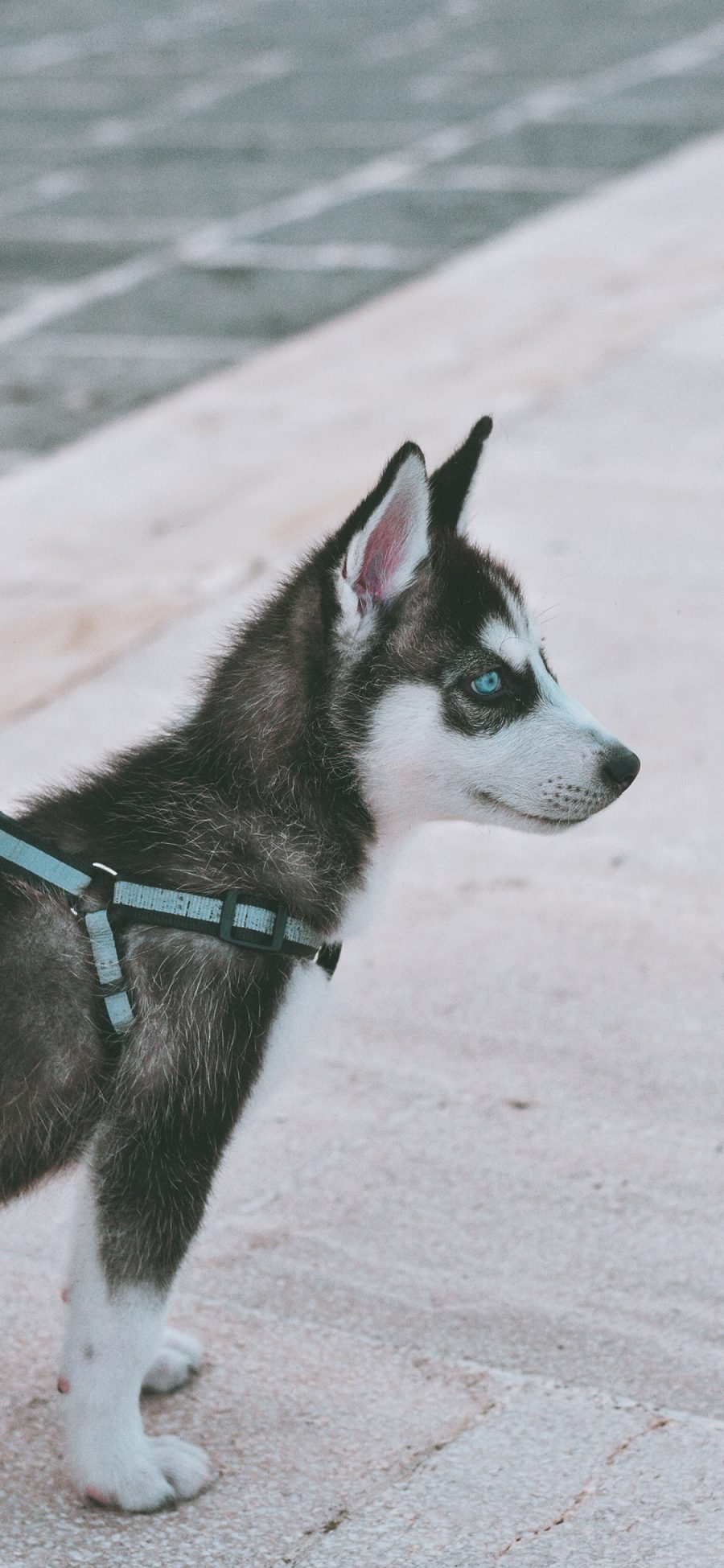 [2436×1125]哈士奇 狗 犬 汪星人 宠物 苹果手机壁纸图片