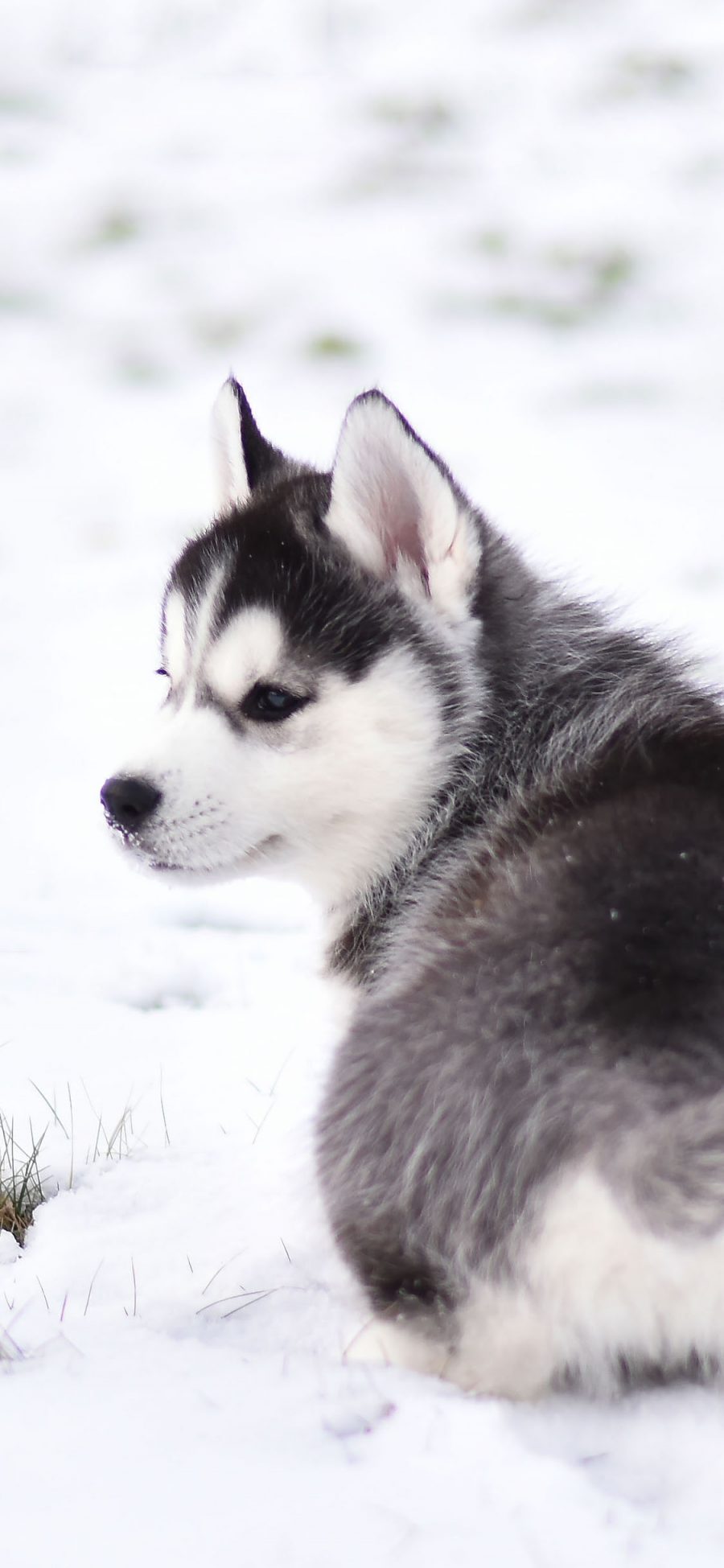 [2436×1125]哈士奇 狗 犬 汪星人 宠物 雪地 苹果手机壁纸图片