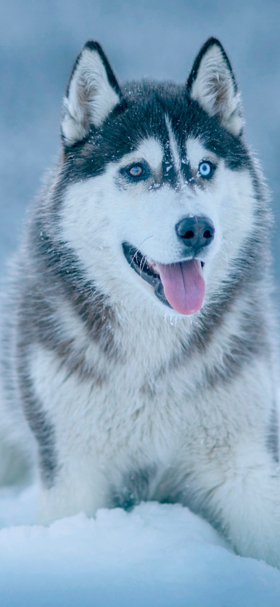 [2436×1125]哈士奇 狗狗 犬类 雪地 异瞳 苹果手机壁纸图片