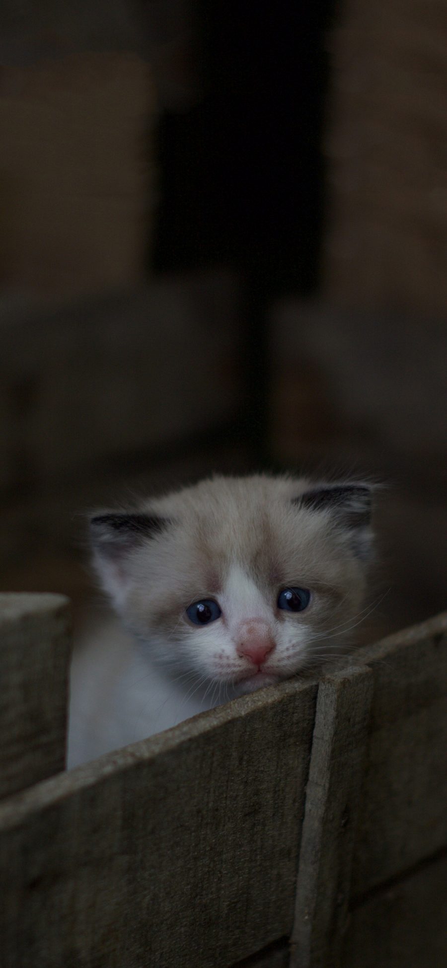 [2436×1125]喵星人 宠物 小奶猫 可怜巴巴 苹果手机壁纸图片