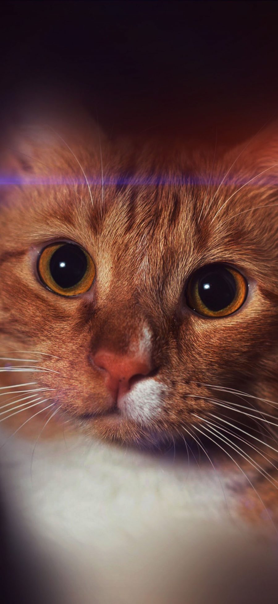 [2436×1125]喵星人 宠物猫 橘猫 大眼珠 苹果手机壁纸图片