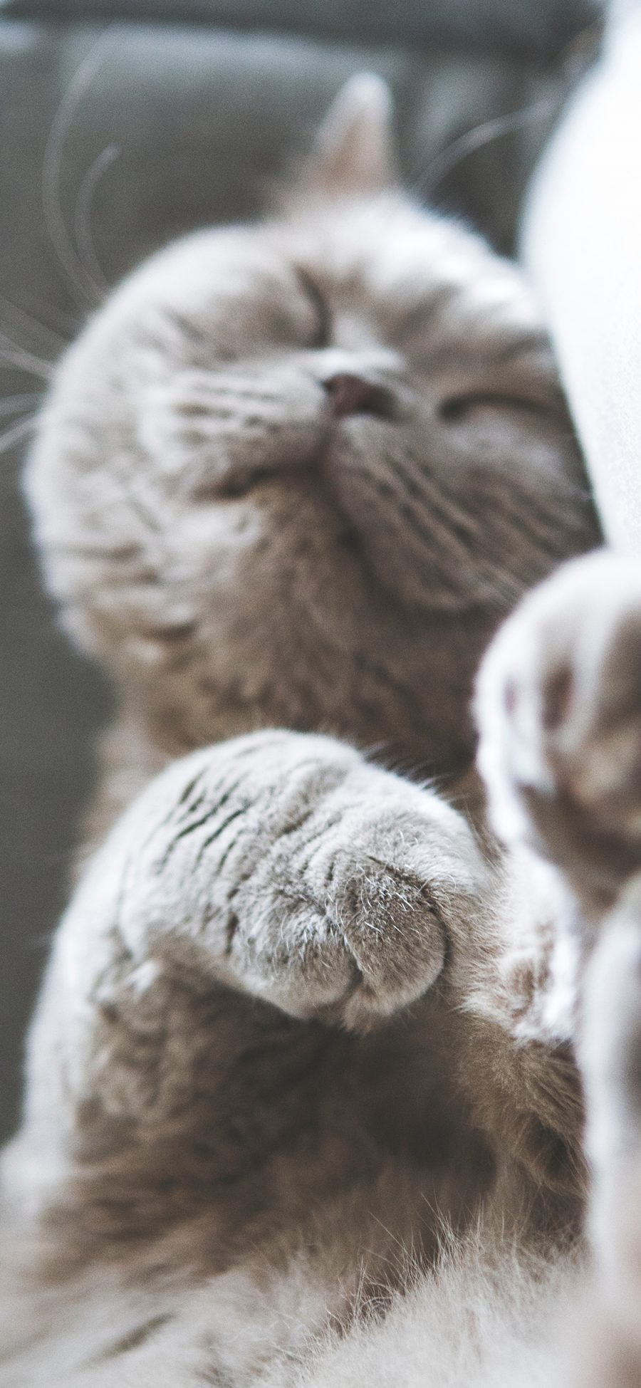 [2436×1125]喵星人 宠物猫 睡觉 苹果手机壁纸图片