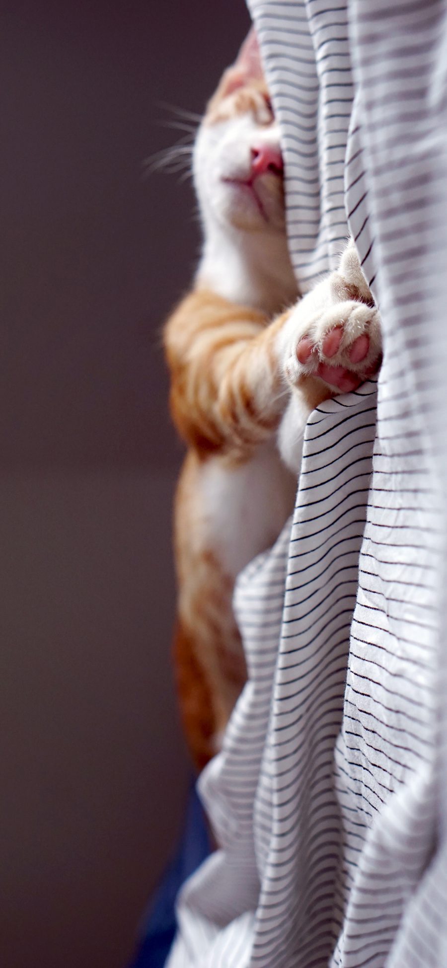 [2436×1125]喵星人 宠物猫 睡觉 可爱 苹果手机壁纸图片