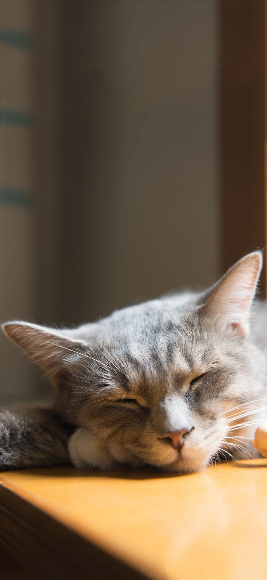 [2436×1125]喵星人 宠物猫 睡觉 慵懒 苹果手机壁纸图片