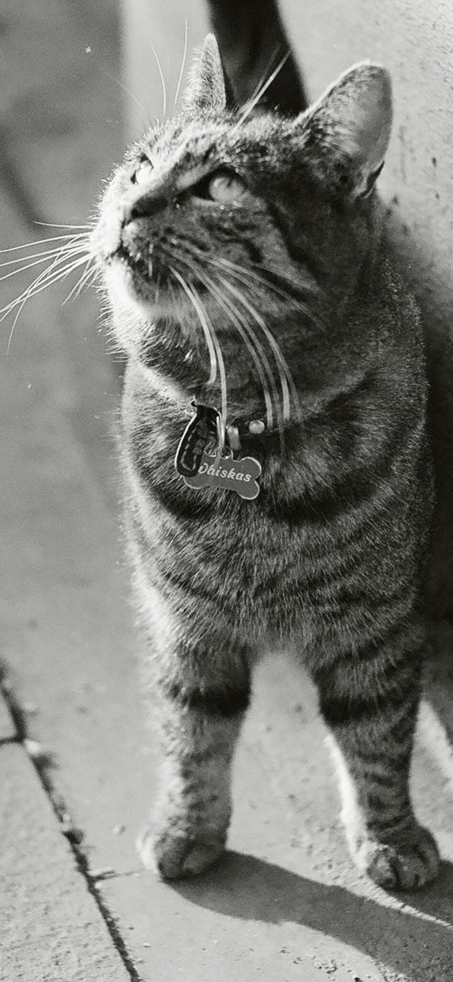 [2436×1125]喵星人 猫咪 宠物 黑白 苹果手机壁纸图片