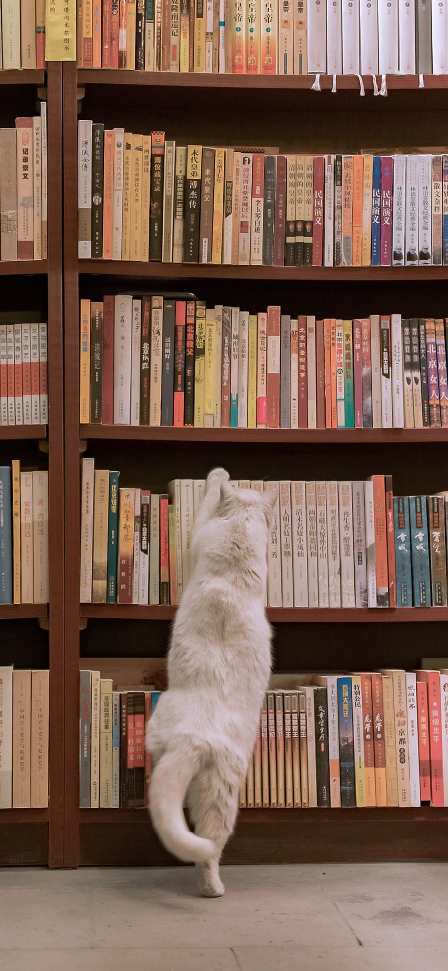 [2436×1125]图书馆 书架 猫咪 背影 白色 苹果手机壁纸图片
