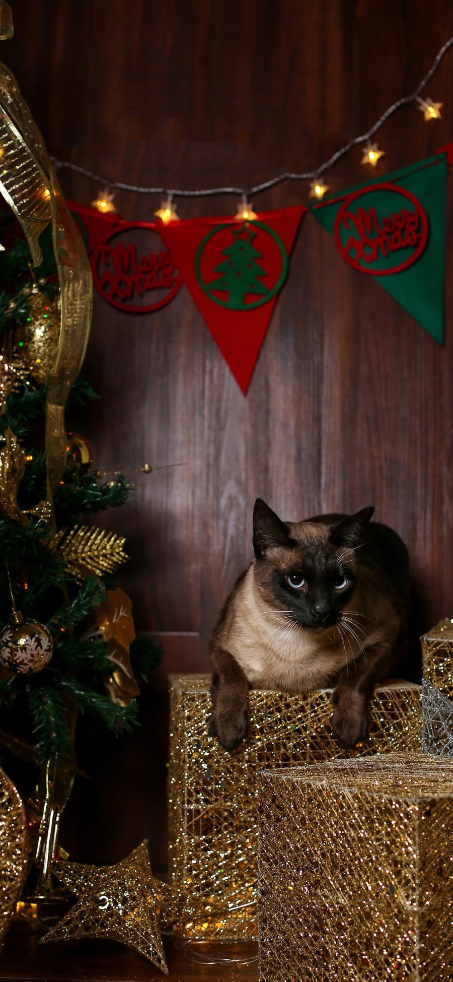 [2436×1125]圣诞节装饰 礼物 暹罗猫 宠物猫 苹果手机壁纸图片