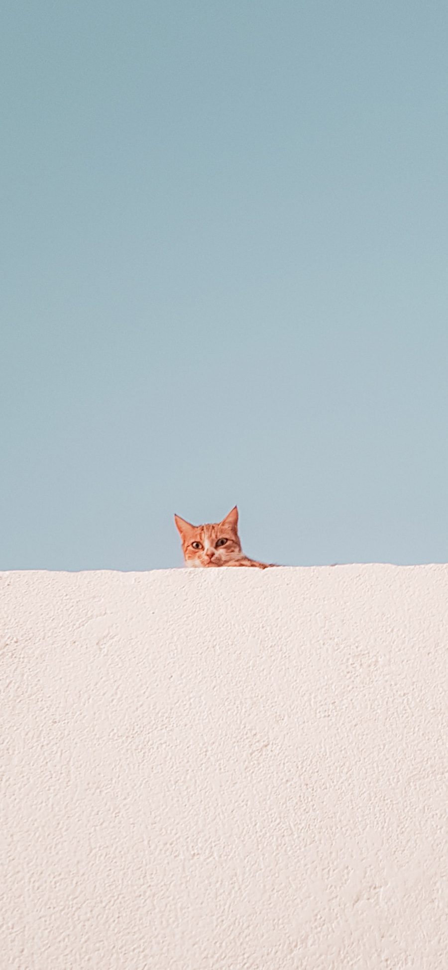 [2436×1125]墙壁 蓝天 橘猫 猫咪 幼崽 苹果手机壁纸图片