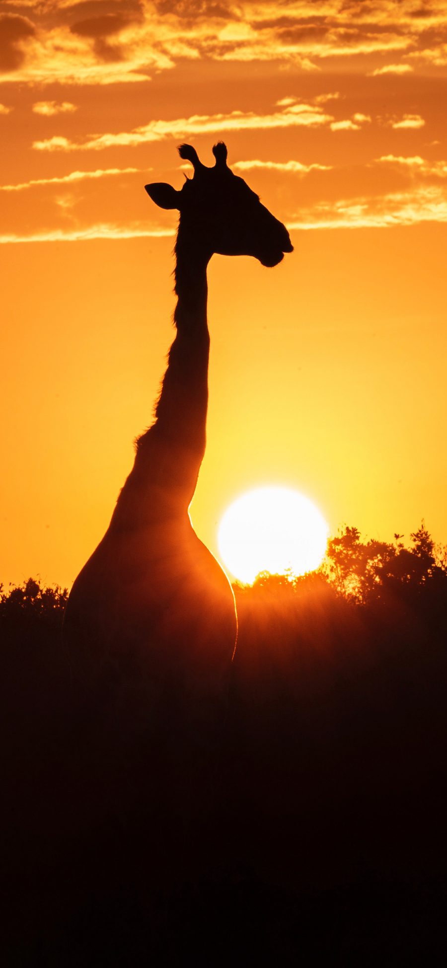 [2436×1125]夕阳 树木 长颈鹿 长脖子 苹果手机壁纸图片