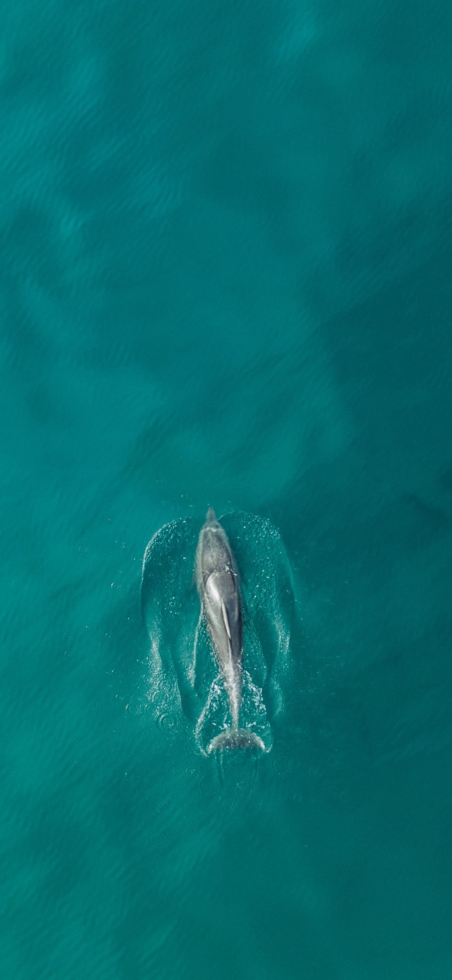 [2436×1125]大海 海洋 哺乳动物 海豚 苹果手机壁纸图片