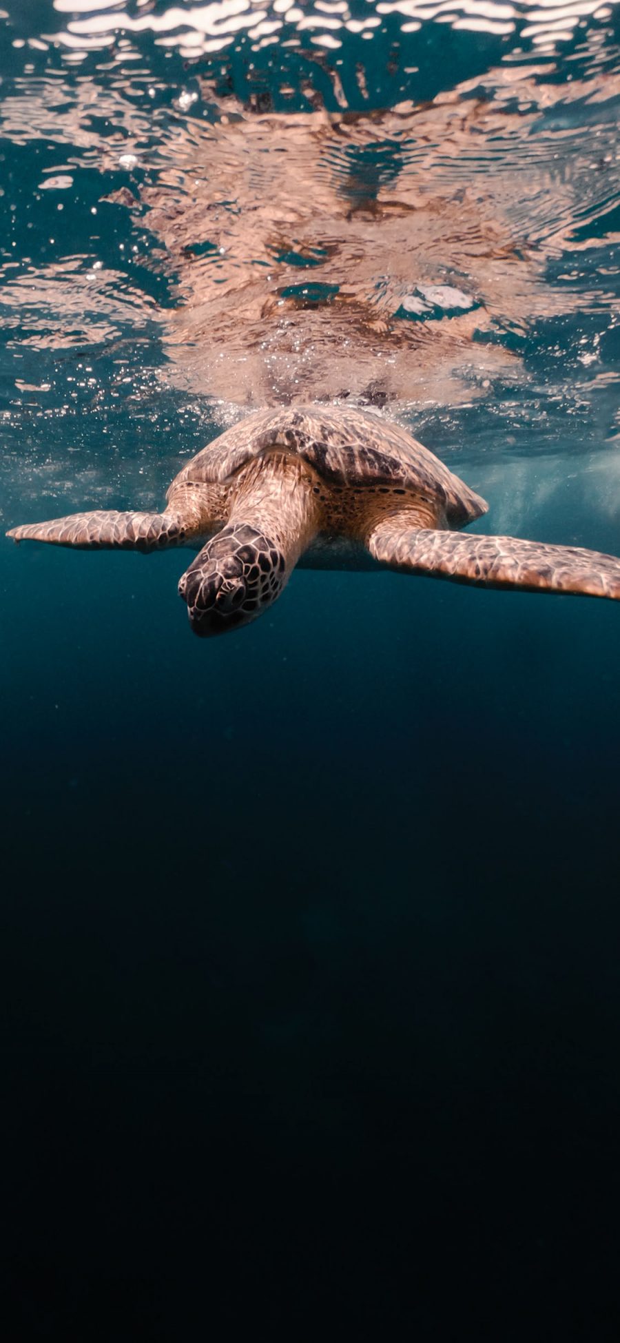 [2436×1125]大海 海洋生物 海龟 两栖动物 苹果手机壁纸图片