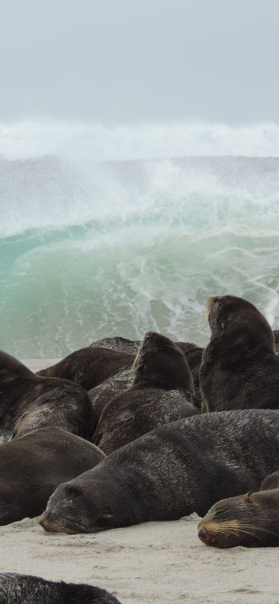 [2436×1125]大海 海浪 海滩 海豹 群居 苹果手机壁纸图片