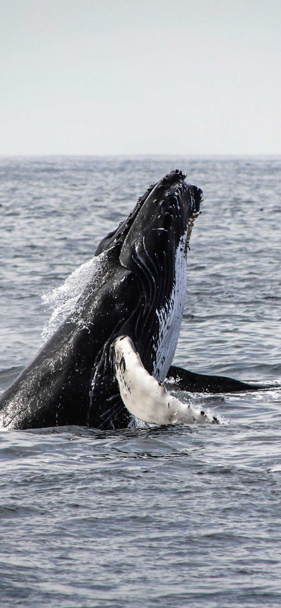 [2436×1125]大海 虎鲸 鲸鱼 保护动物 苹果手机壁纸图片