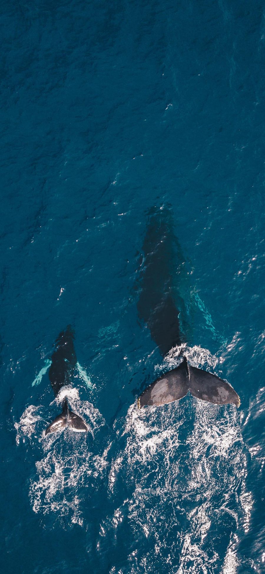[2436×1125]大海 鲸鱼 游动 水花 苹果手机壁纸图片