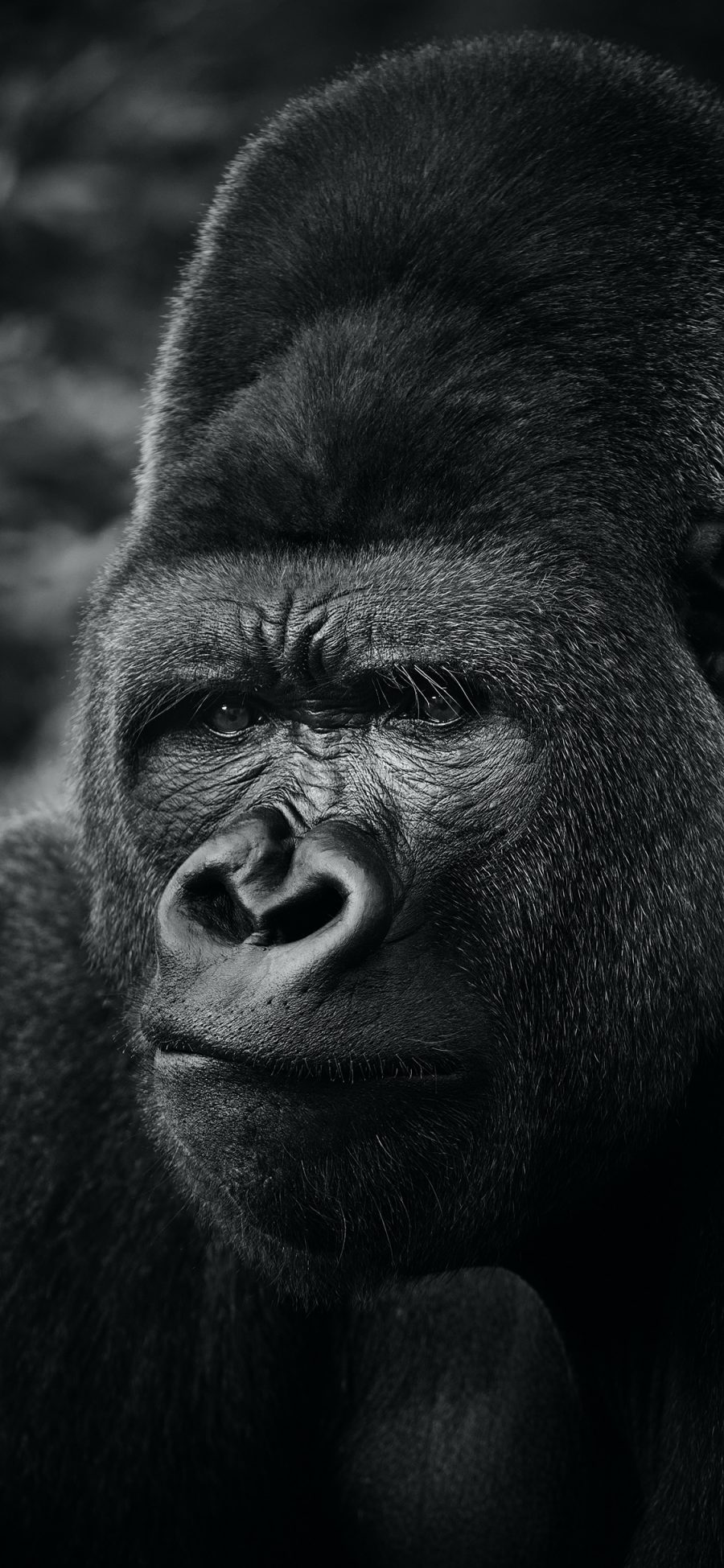[2436×1125]大猩猩 灵长类 猿猴 黑 苹果手机壁纸图片