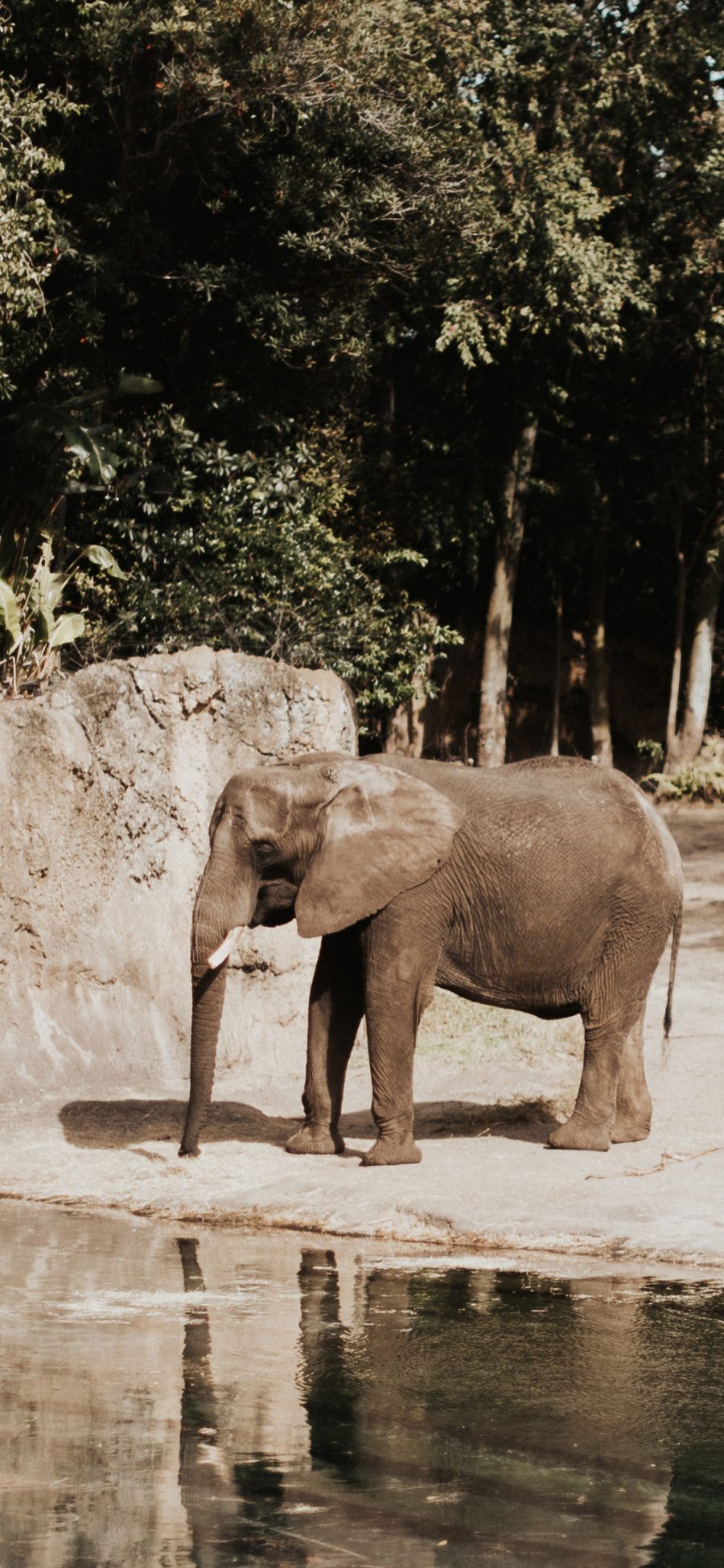 [2436×1125]大象 动物园 水池 牲畜 苹果手机壁纸图片