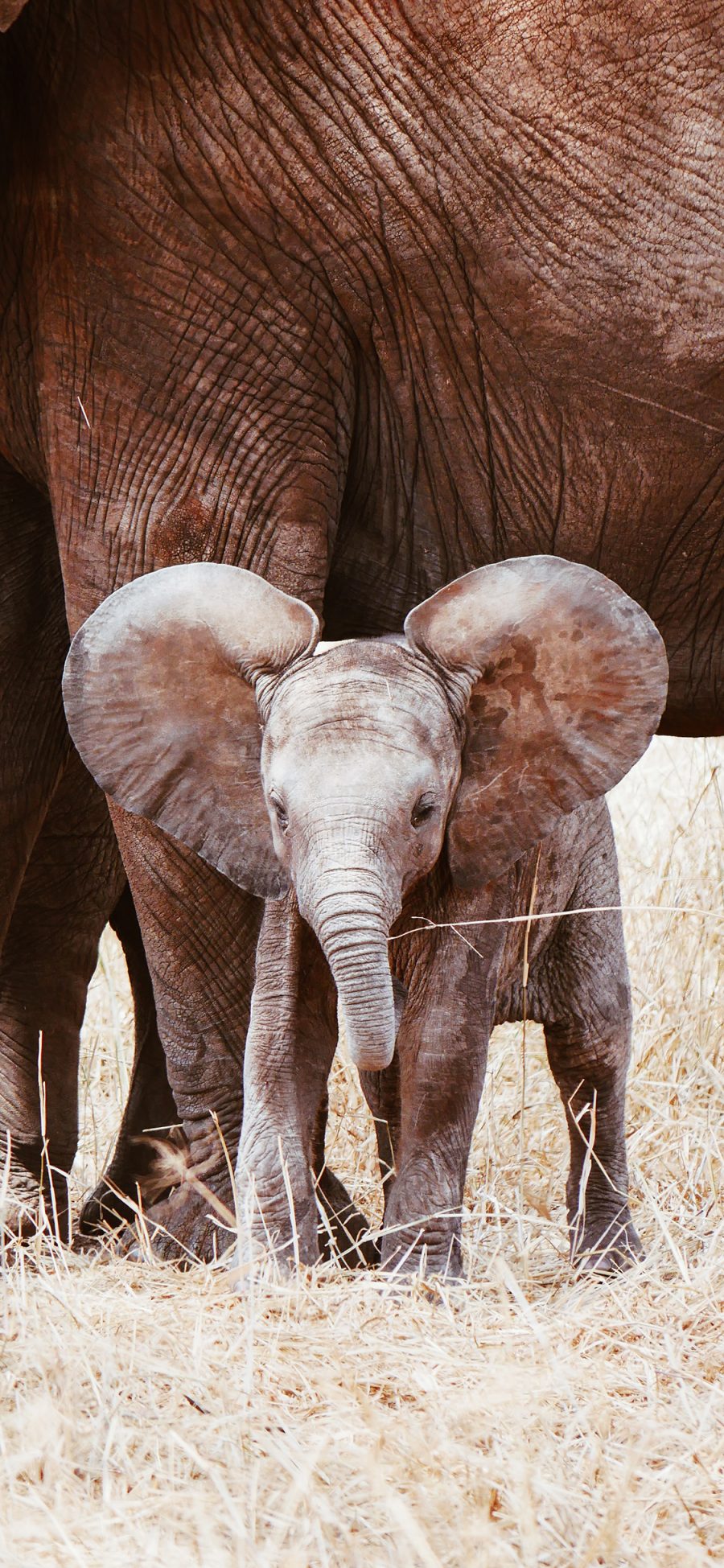 [2436×1125]大象 小象 幼仔 耳朵 野外 苹果手机壁纸图片
