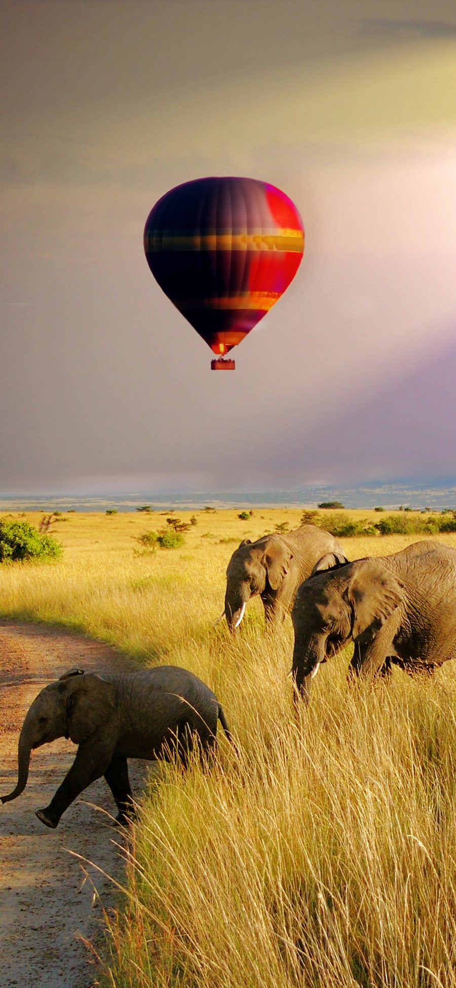 [2436×1125]大象 户外 热气球 草原 苹果手机壁纸图片