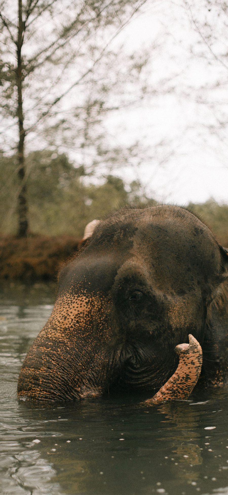 [2436×1125]大象 河水 野象 野外 苹果手机壁纸图片