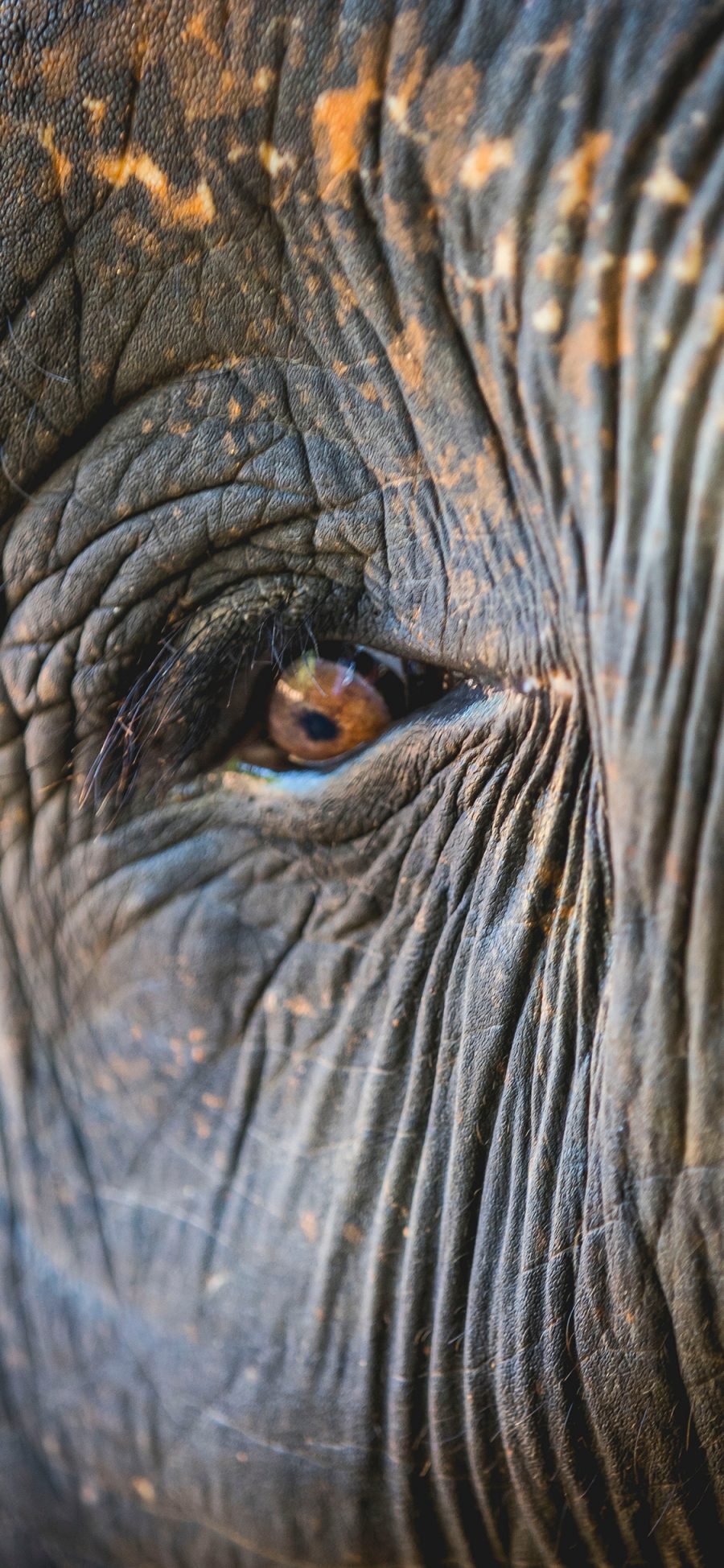 [2436×1125]大象 特写 眼睛 皮肤 斑点 苹果手机壁纸图片