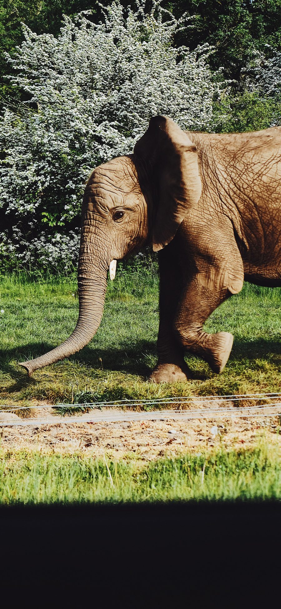 [2436×1125]大象 笨重 户外 象牙 苹果手机壁纸图片