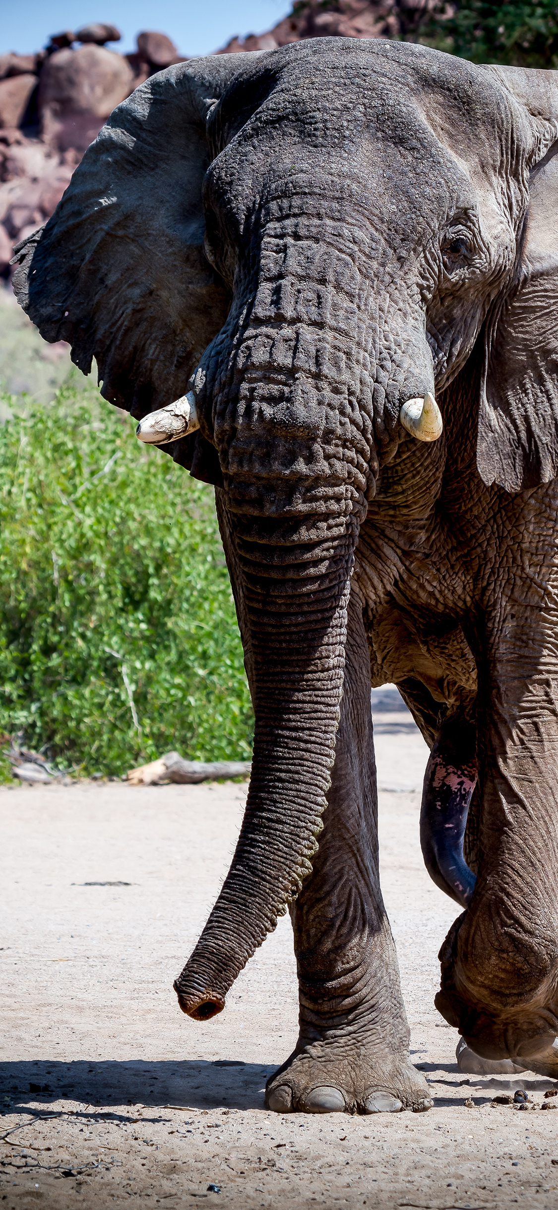 [2436×1125]大象 象牙 野象 野外 苹果手机壁纸图片