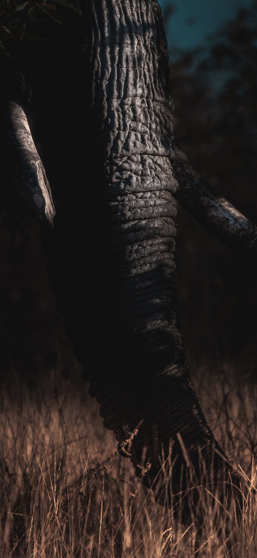 [2436×1125]大象 象鼻 野外 象牙 苹果手机壁纸图片