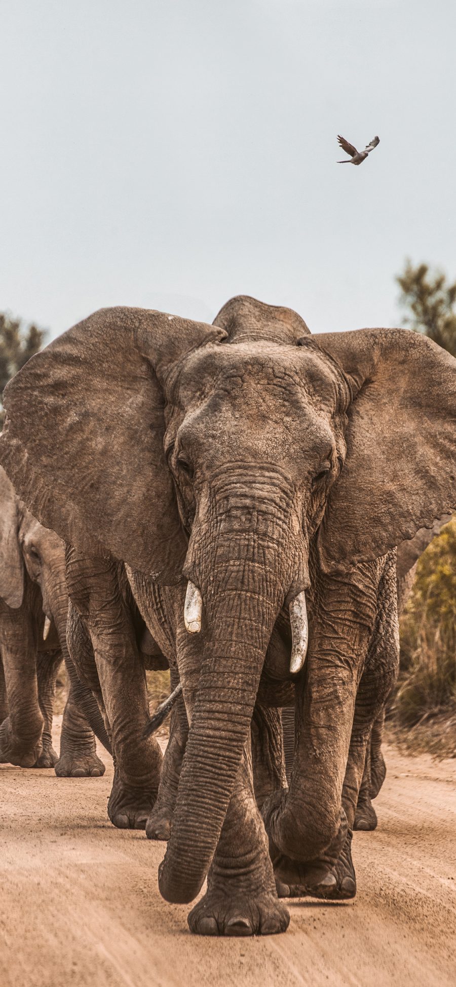 [2436×1125]大象 野外 象牙 群居 象群 苹果手机壁纸图片