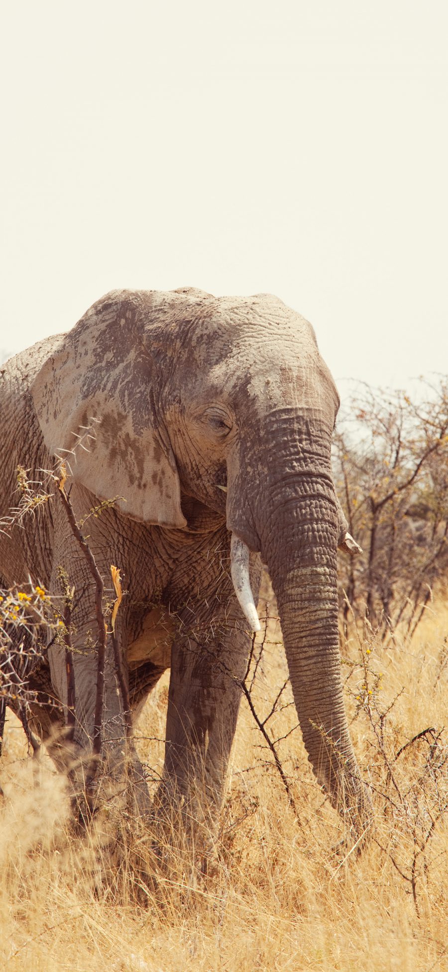 [2436×1125]大象 野外 象牙 野象 苹果手机壁纸图片