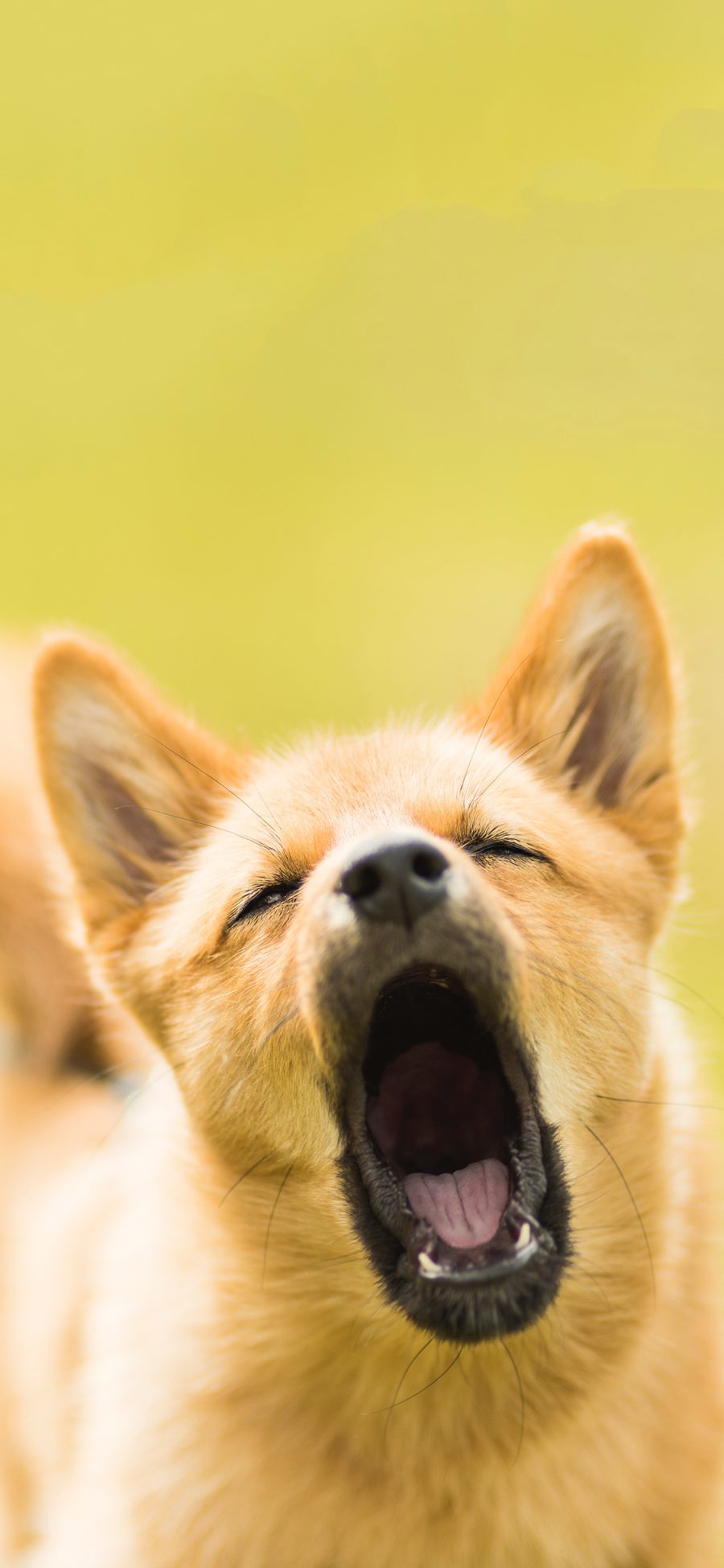 [2436×1125]大黄狗 家犬 田园犬 张嘴 苹果手机壁纸图片