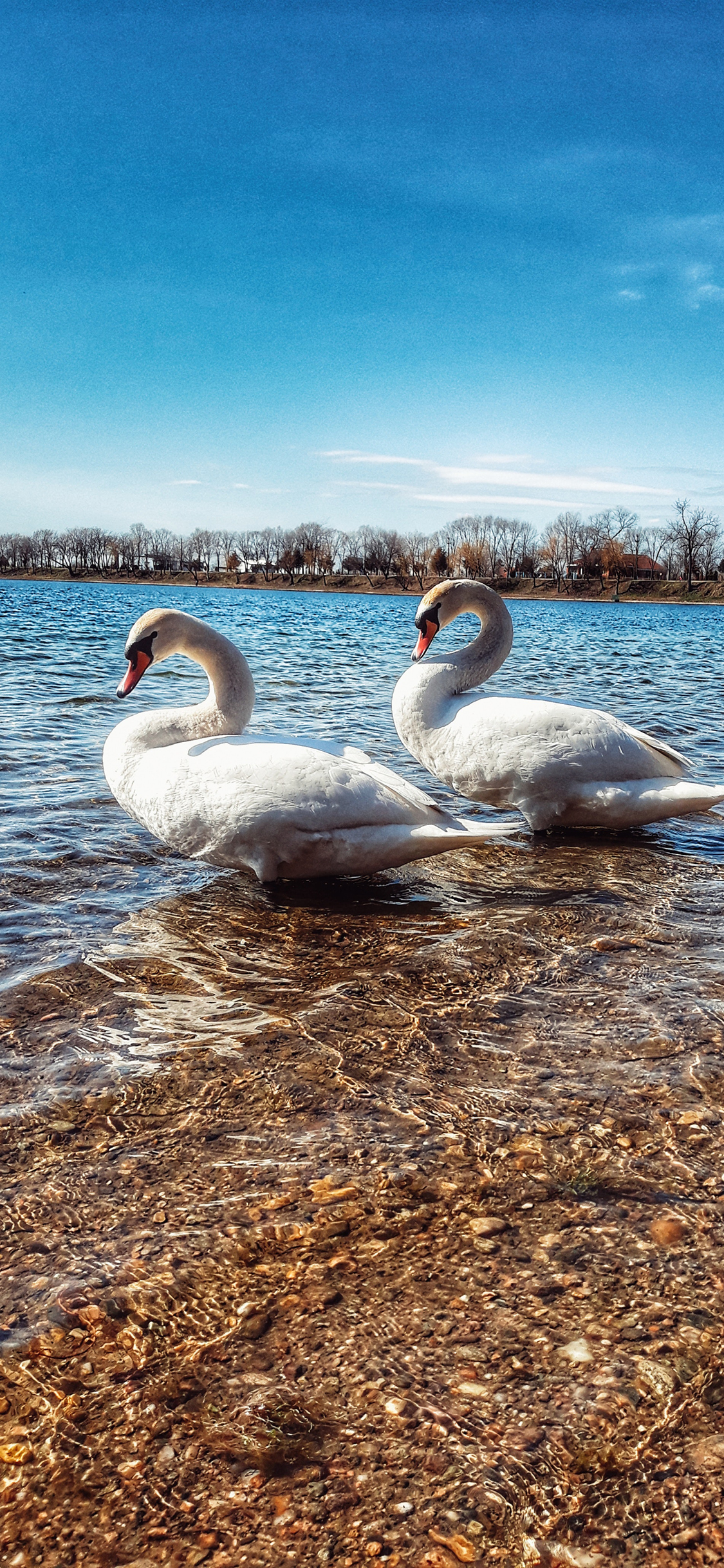 [2436×1125]天鹅 湖水 清澈 水禽 苹果手机壁纸图片